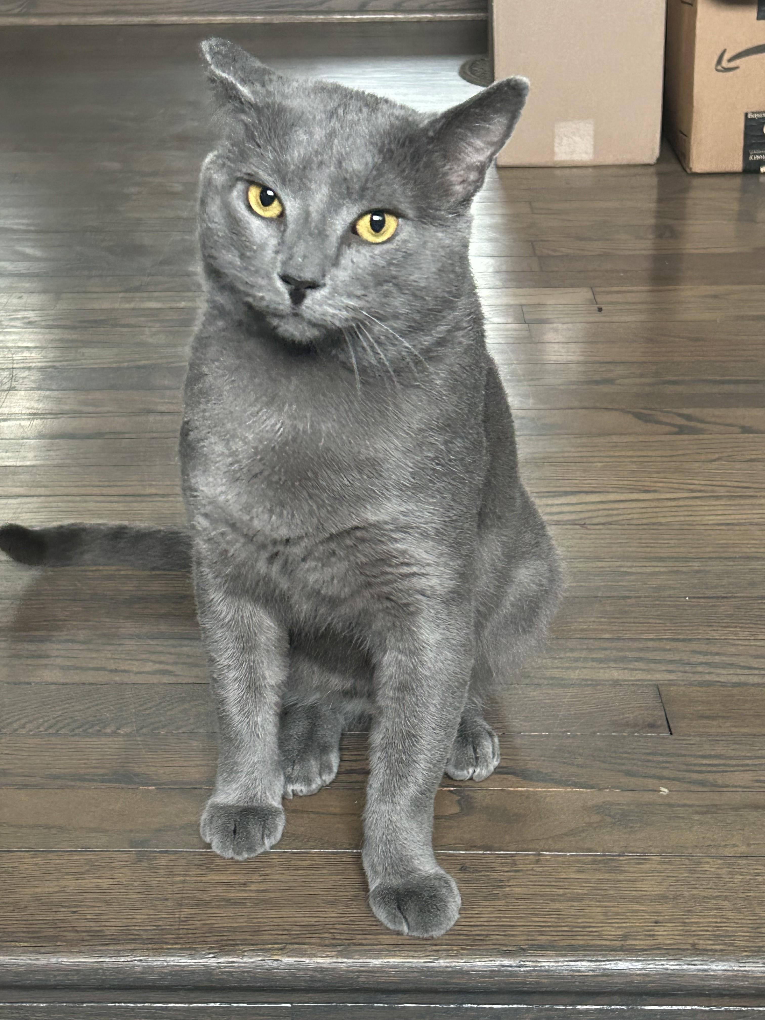 Meet Goodman-Biscuit Making Professional, a Adoptable Domestic Short Hair in Laurel, MD image 5/6