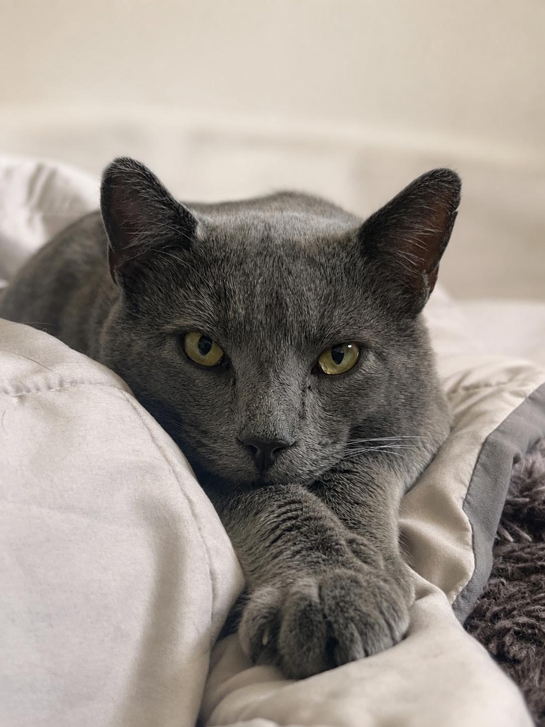 Meet Goodman-Biscuit Making Professional, a Adoptable Domestic Short Hair in Laurel, MD image 6/6