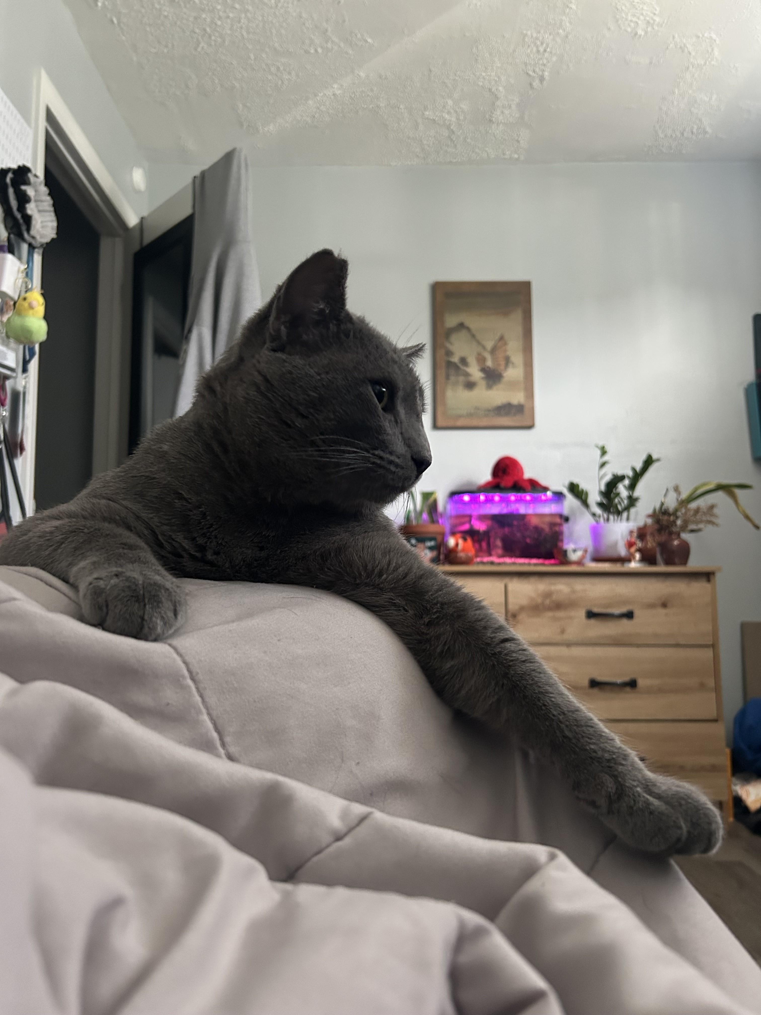Meet Goodman-Biscuit Making Professional, a Adoptable Domestic Short Hair in Laurel, MD image 2/6