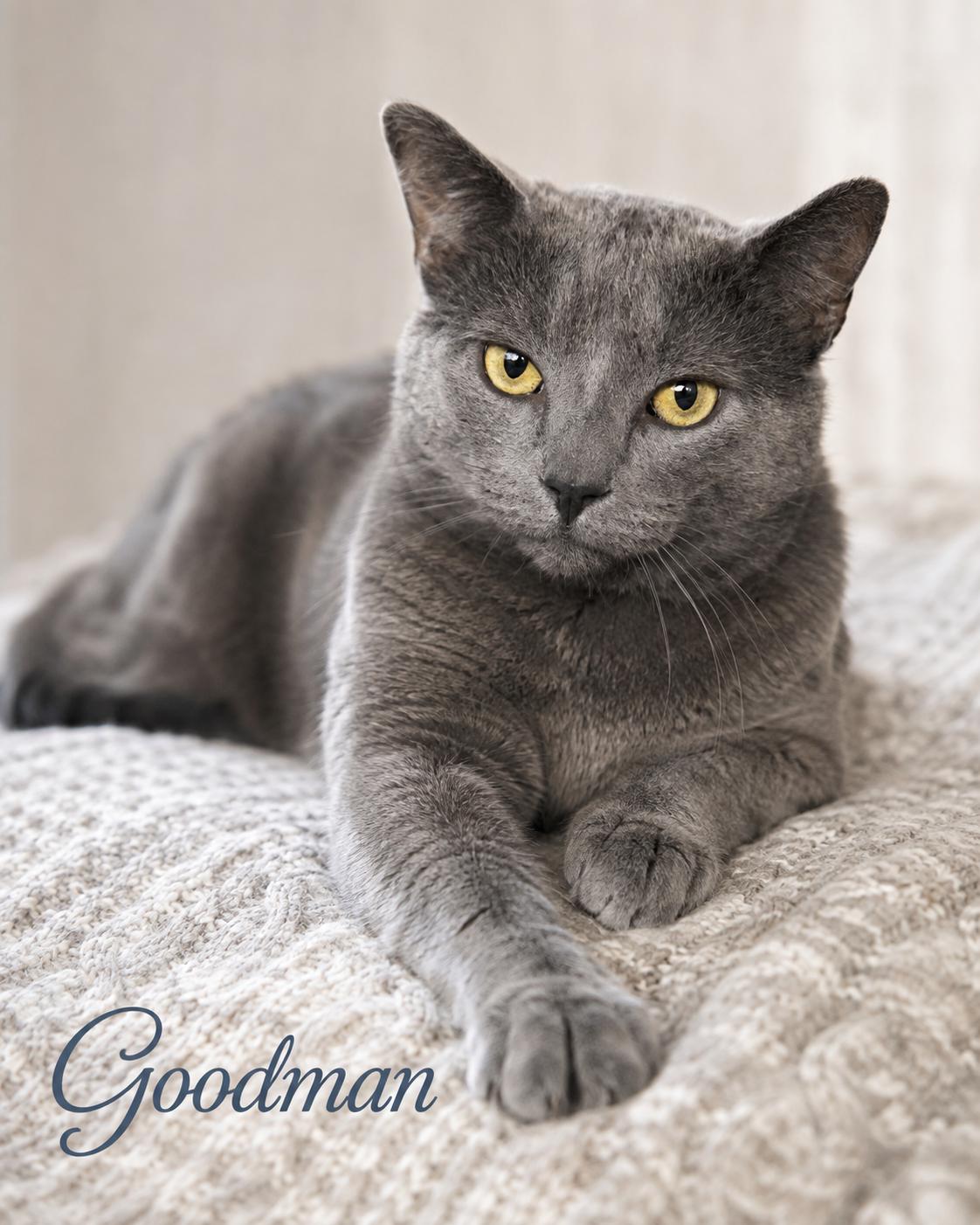 Meet Goodman-Biscuit Making Professional, Adoptable, Young Male Domestic Short Hair.