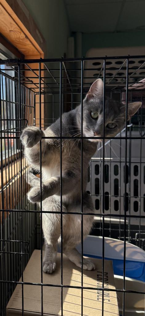 Isle, Adoptable, Young Female Domestic Short Hair.