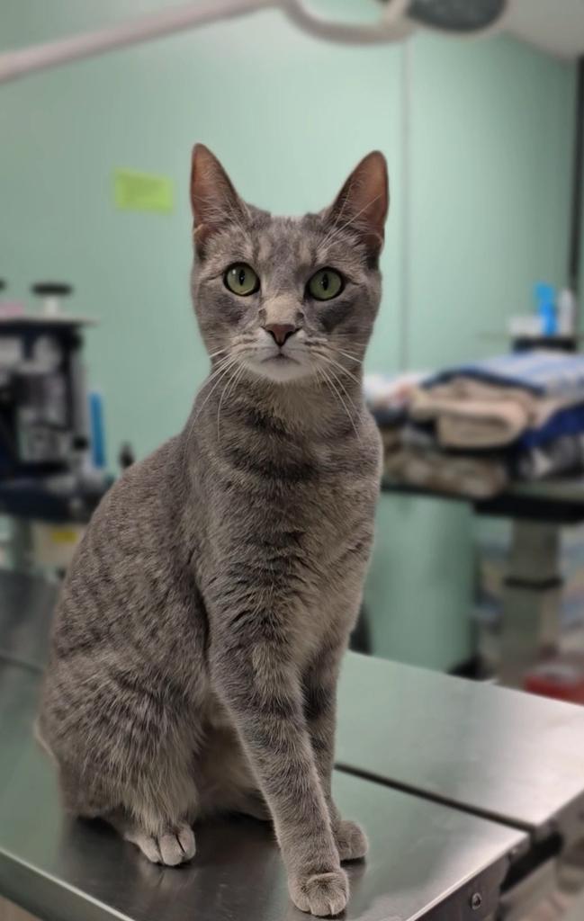 Enlarge Isle, a Adoptable mixed breed in Athens, OH image 2/2