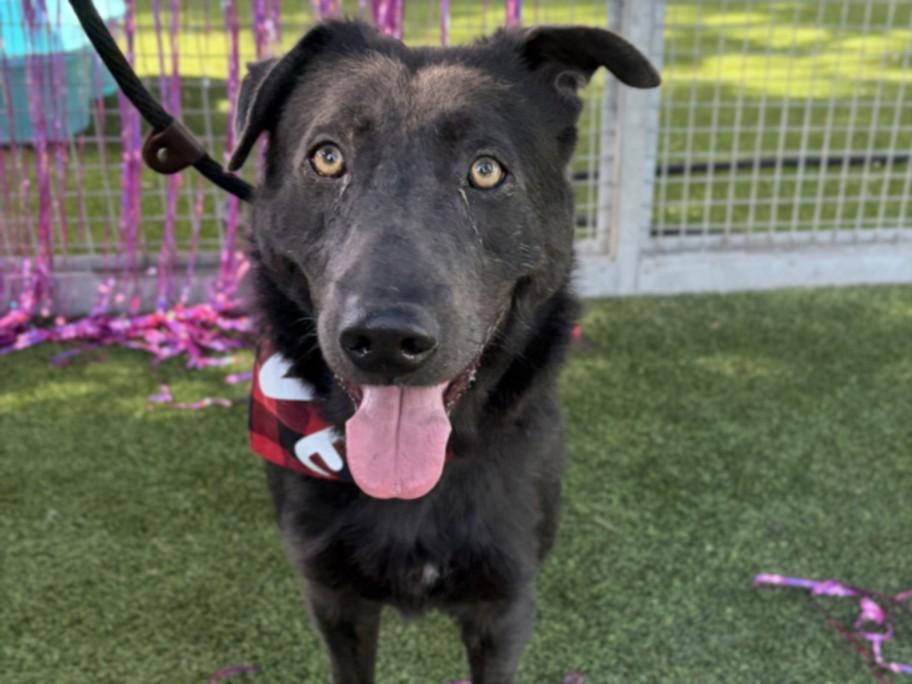 POTTER, Adoptable, Adult Male Labrador Retriever.