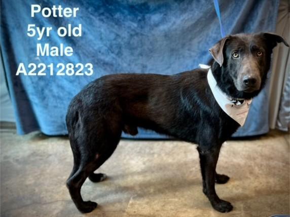 POTTER, Adoptable, Adult Male Labrador Retriever.