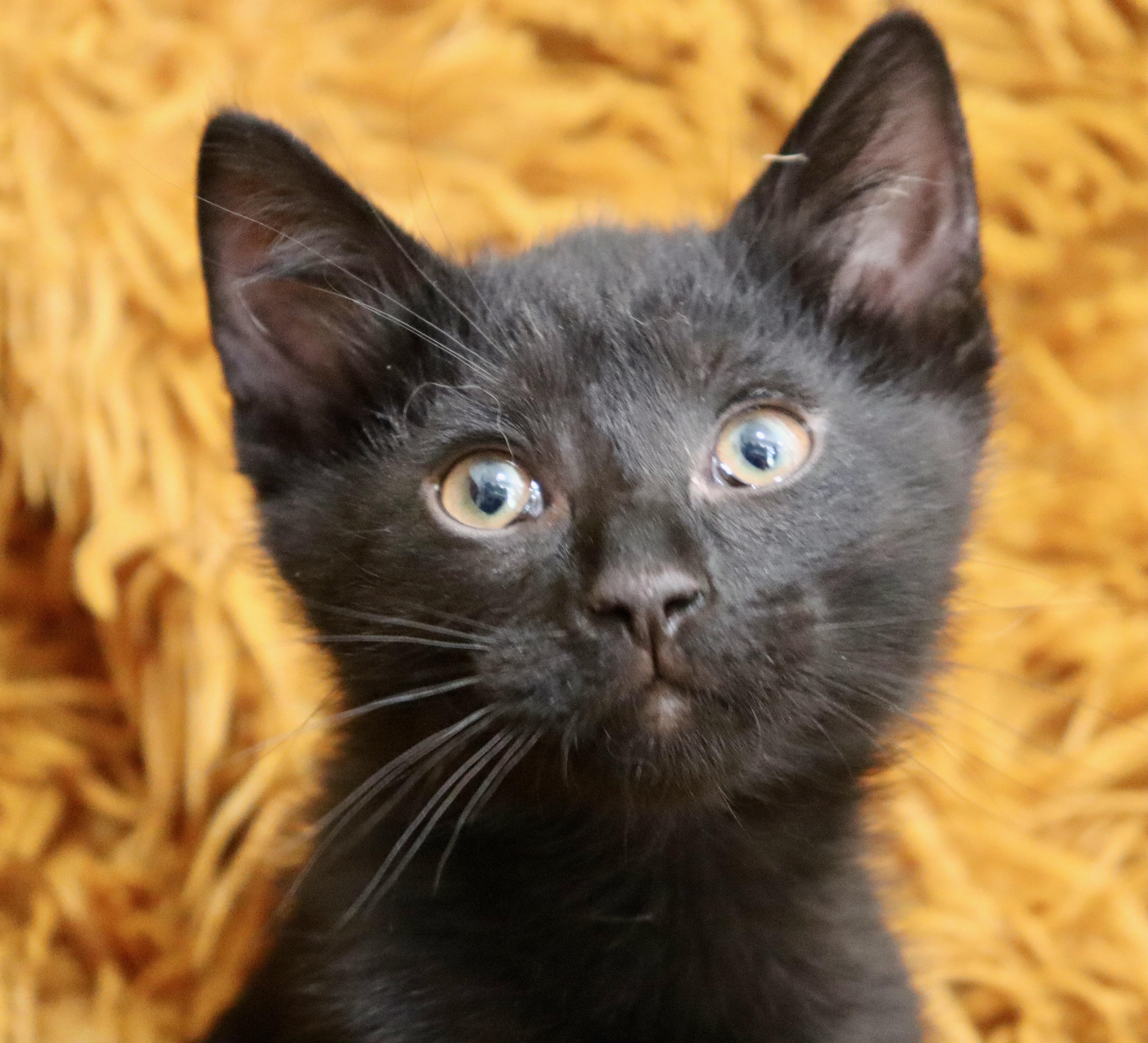 Licorice