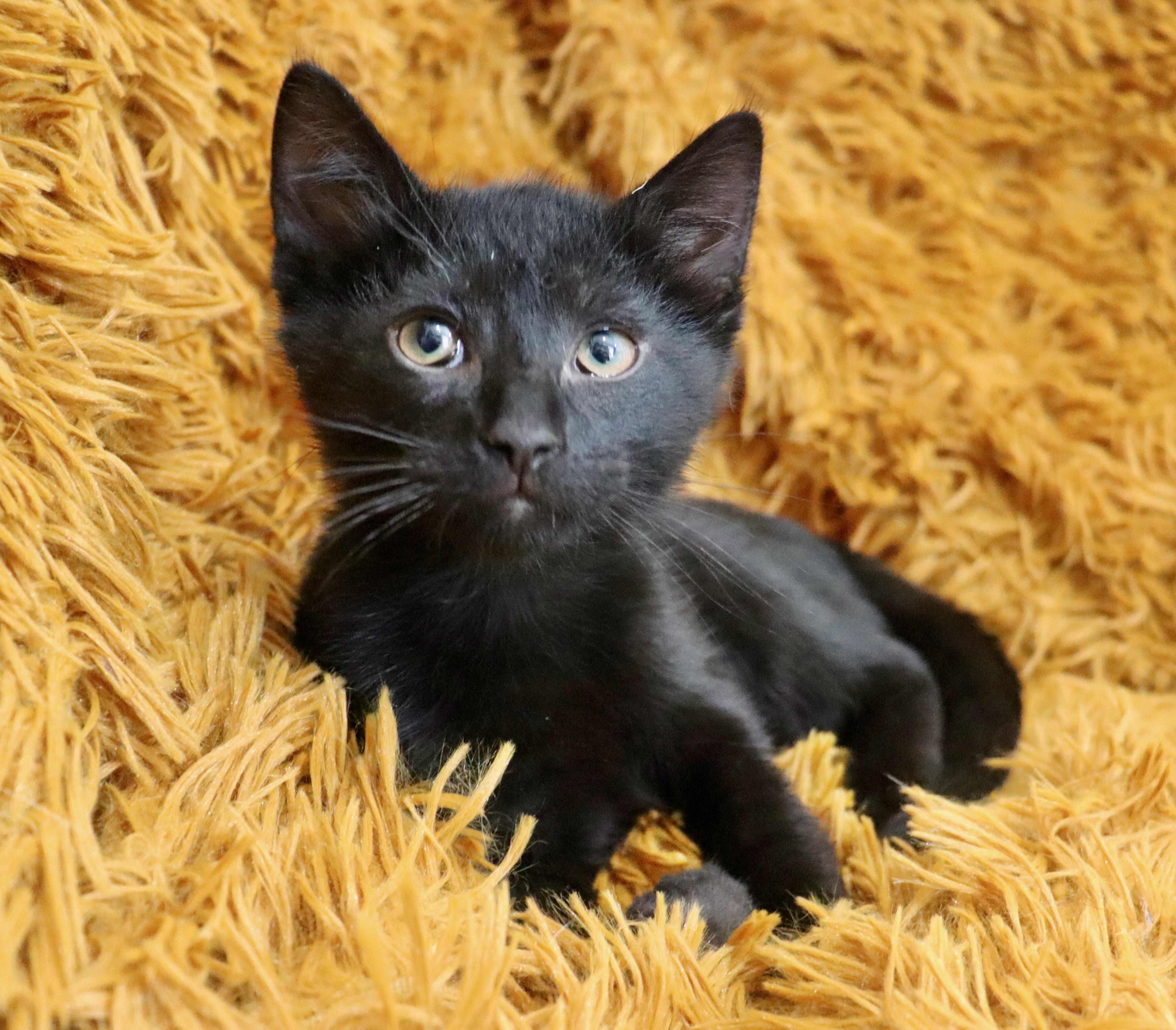 Licorice