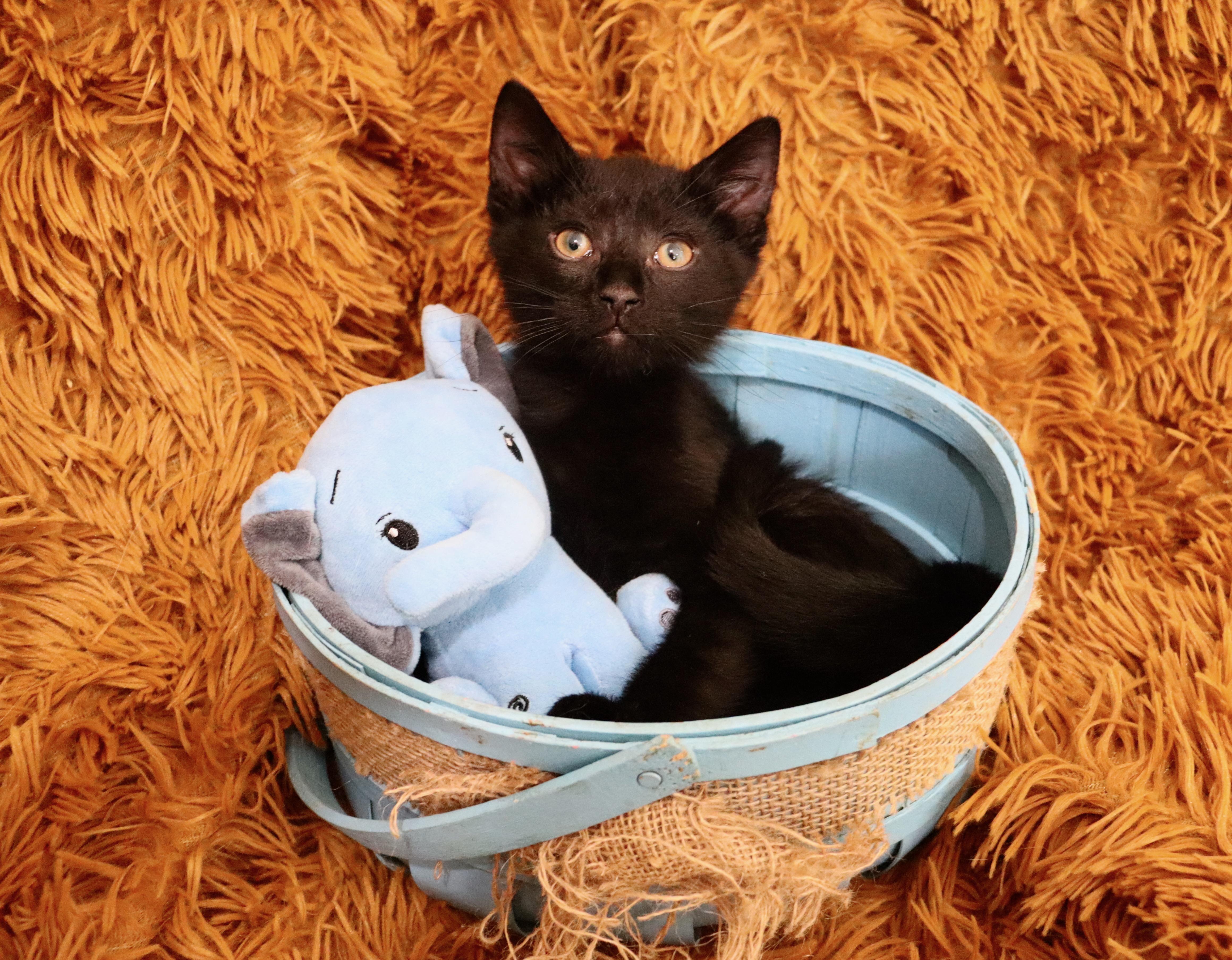 Licorice