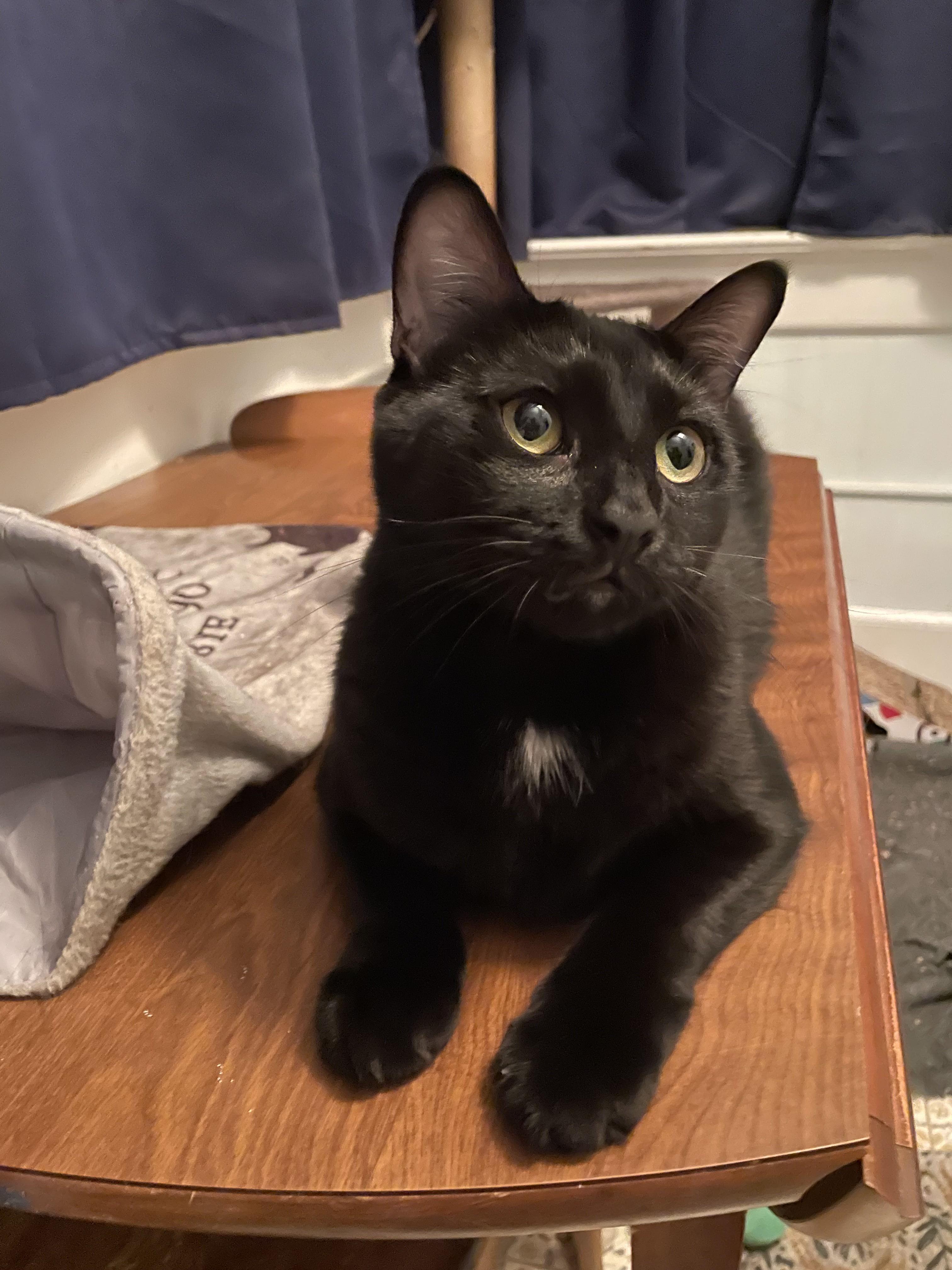 Luna - COURTESY POST, Adoptable, Young Female Domestic Short Hair.
