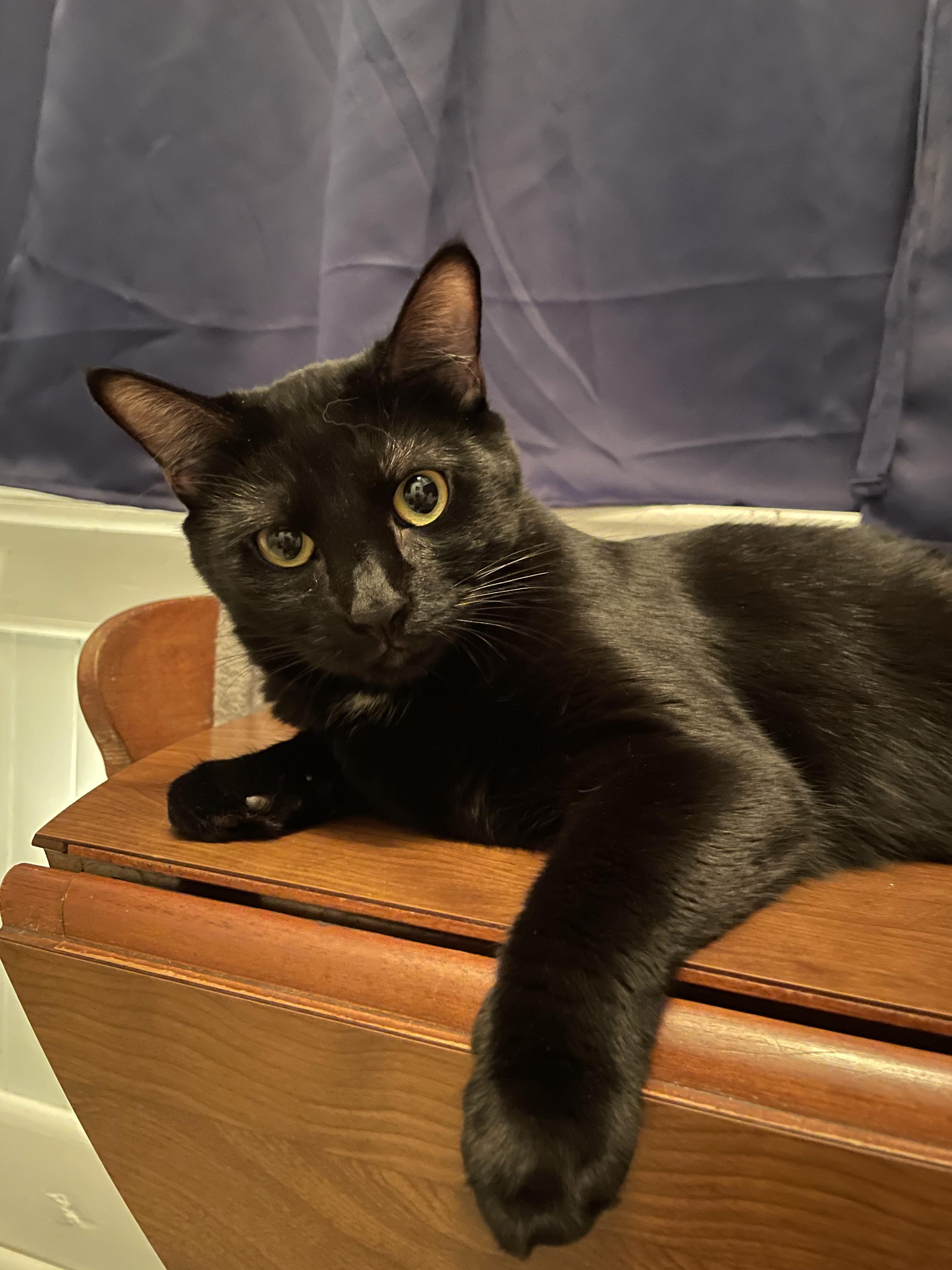 Enlarge Luna - COURTESY POST, a Adoptable Domestic Short Hair in Rockingham, NC image 2/2