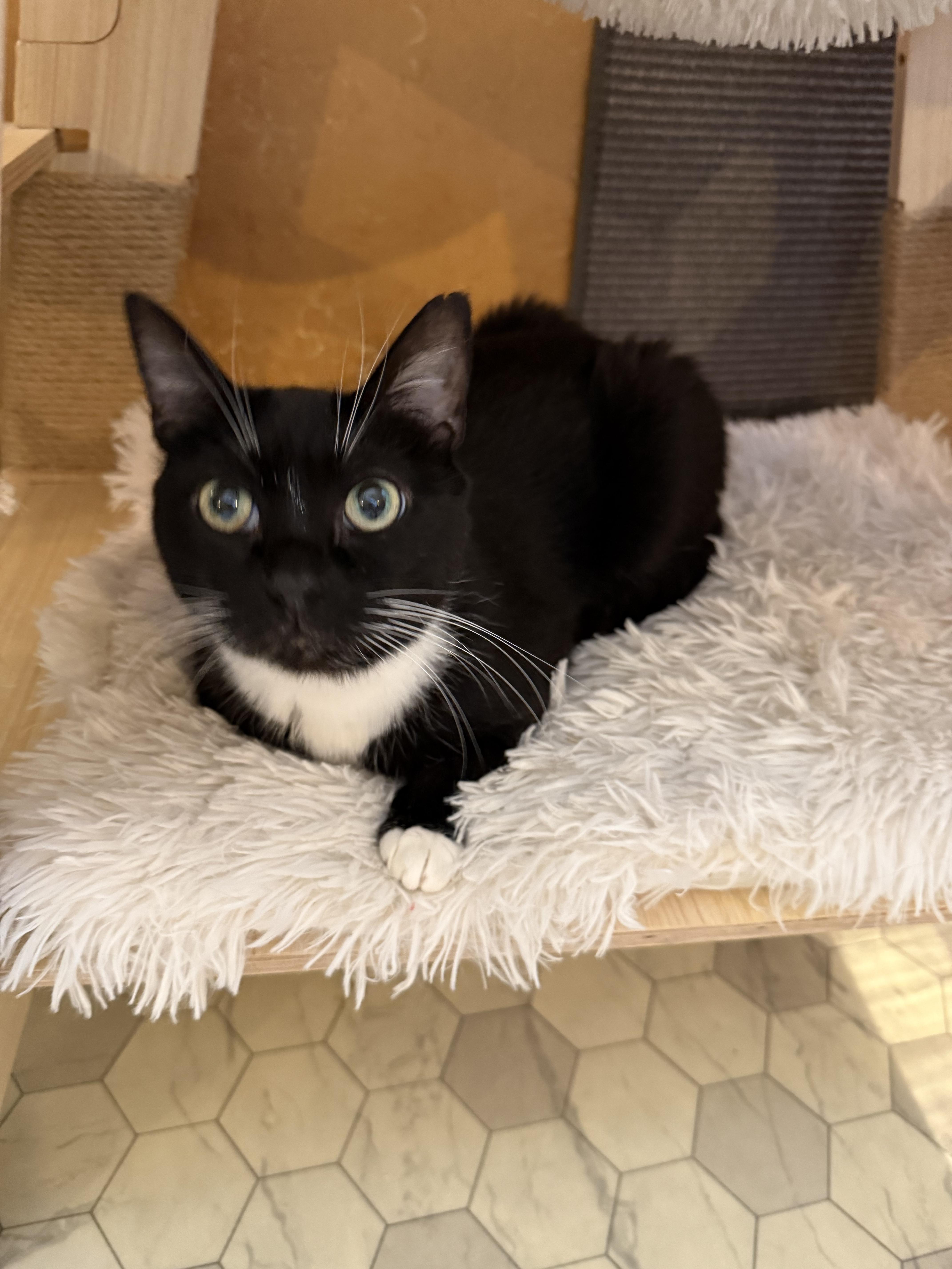 Fantine, Adoptable, Adult Female Domestic Short Hair & Tuxedo.