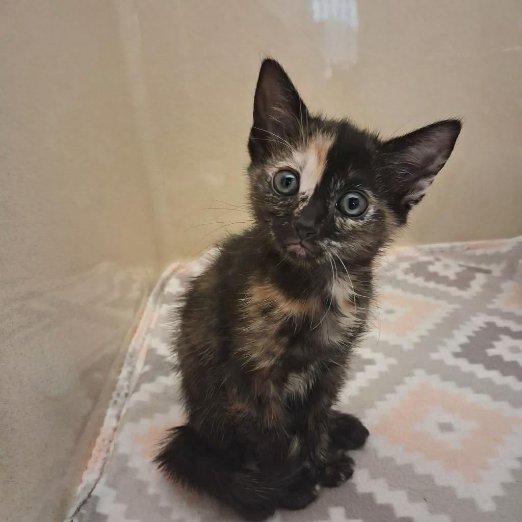 Enlarge Tootie, a Adoptable mixed breed in Gautier, MS image 1/1