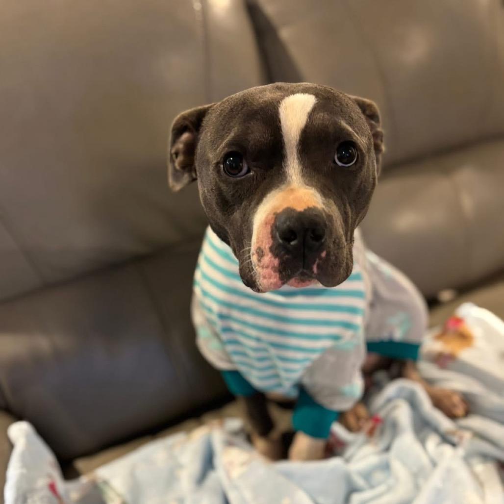 Enlarge Miles, a Adoptable Pit Bull Terrier in Huntsville, AL image 1/6