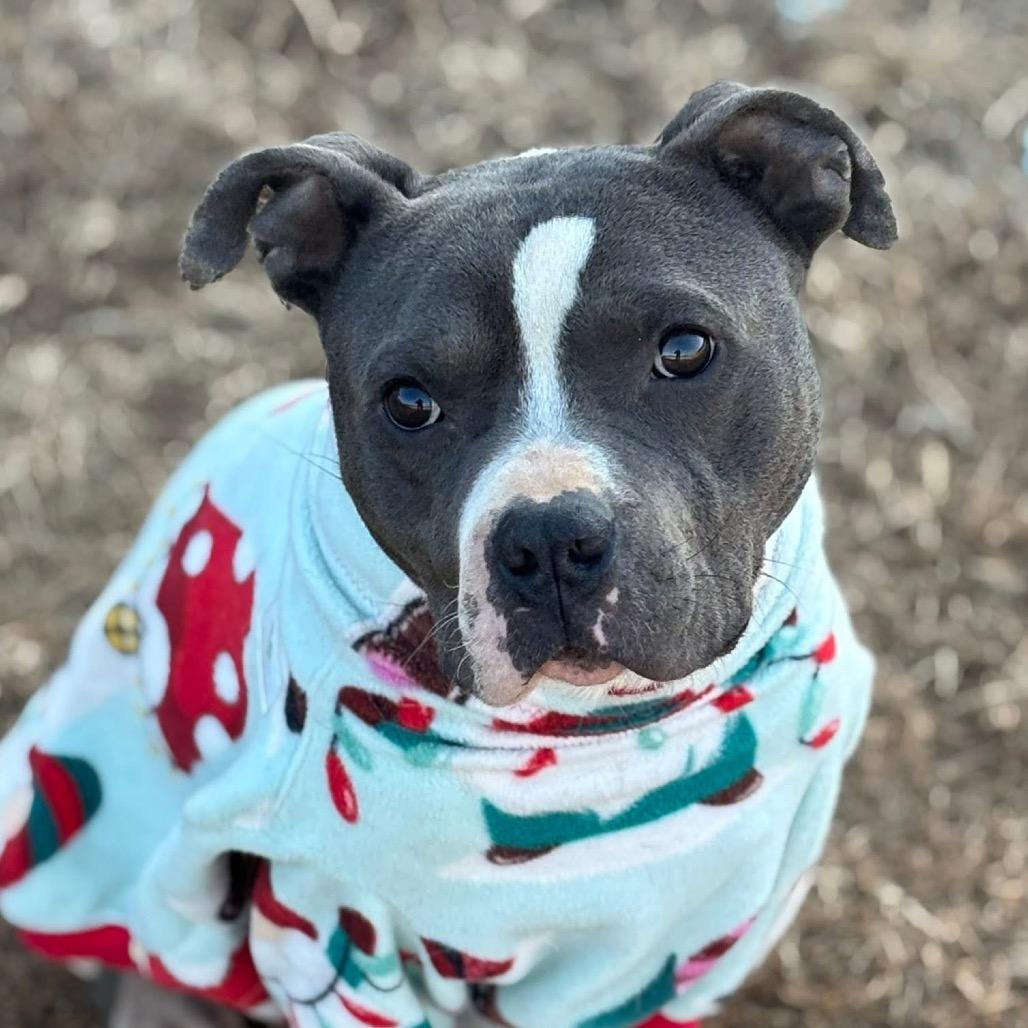 Enlarge Miles, a Adoptable Pit Bull Terrier in Huntsville, AL image 2/6