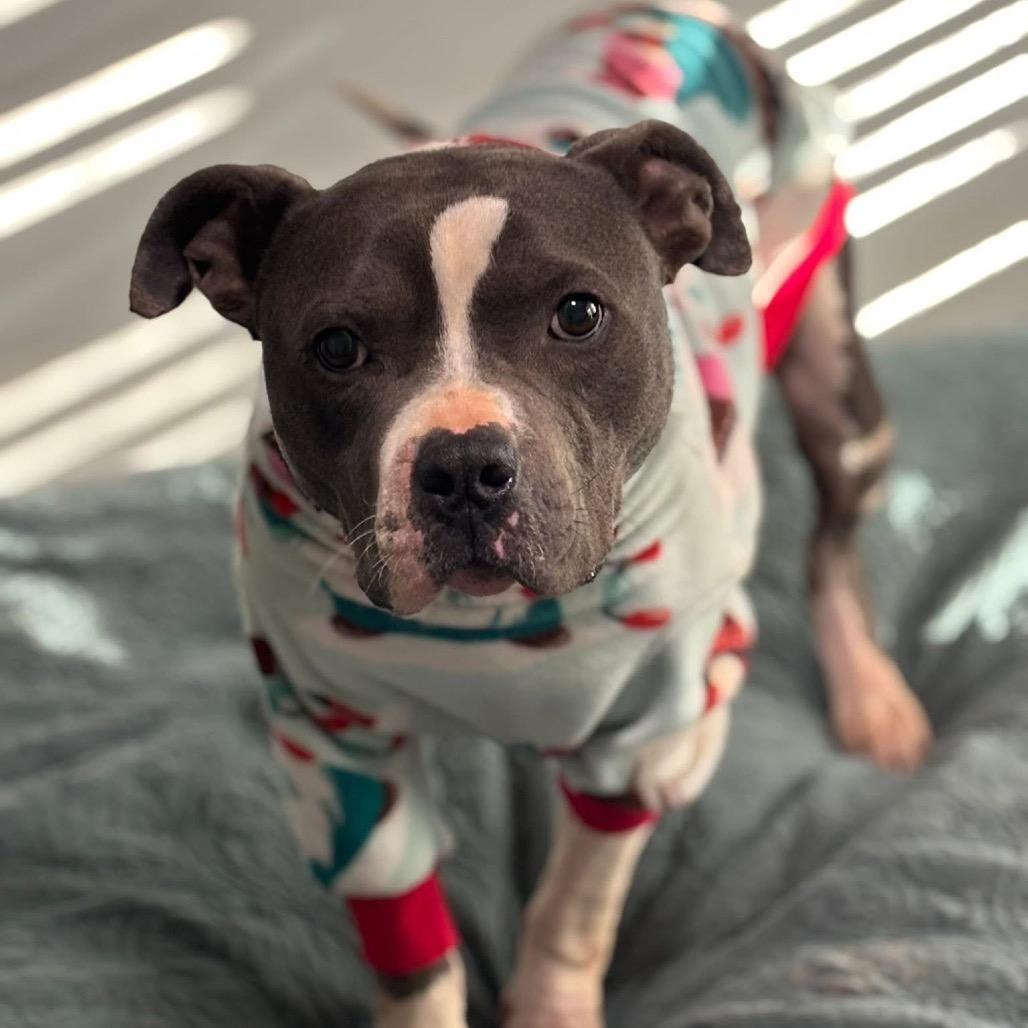 Enlarge Miles, a Adoptable Pit Bull Terrier in Huntsville, AL image 3/6