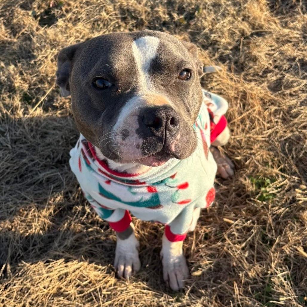 Enlarge Miles, a Adoptable Pit Bull Terrier in Huntsville, AL image 4/6
