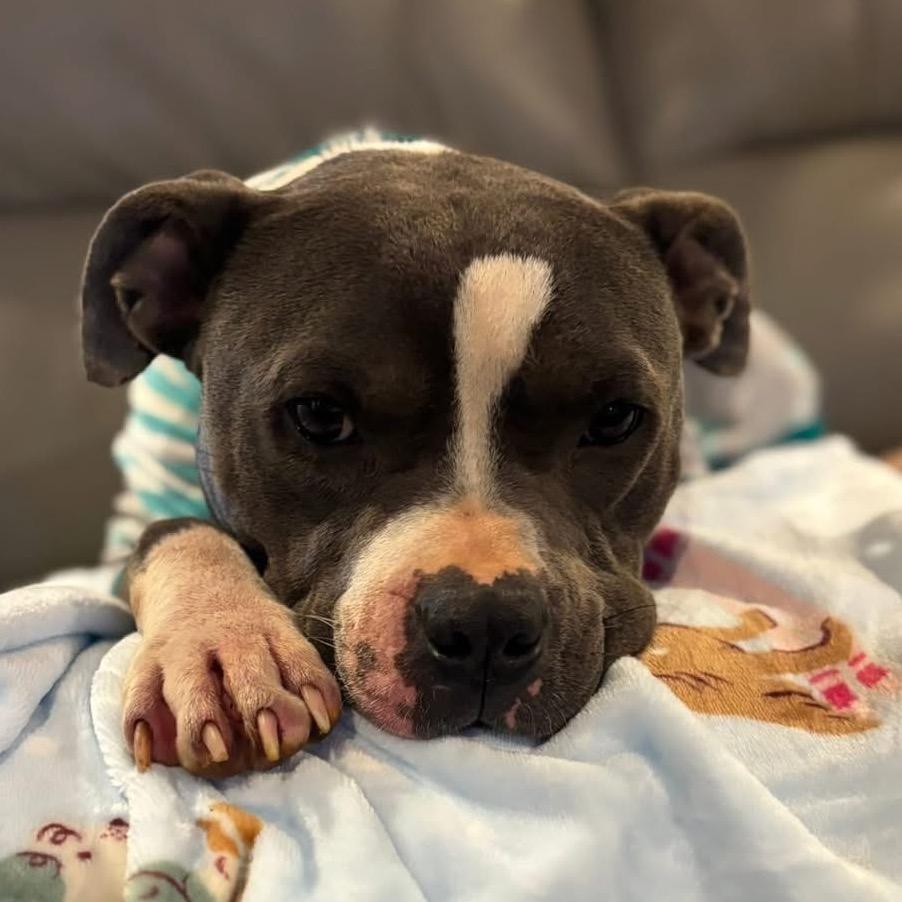 Enlarge Miles, a Adoptable Pit Bull Terrier in Huntsville, AL image 5/6