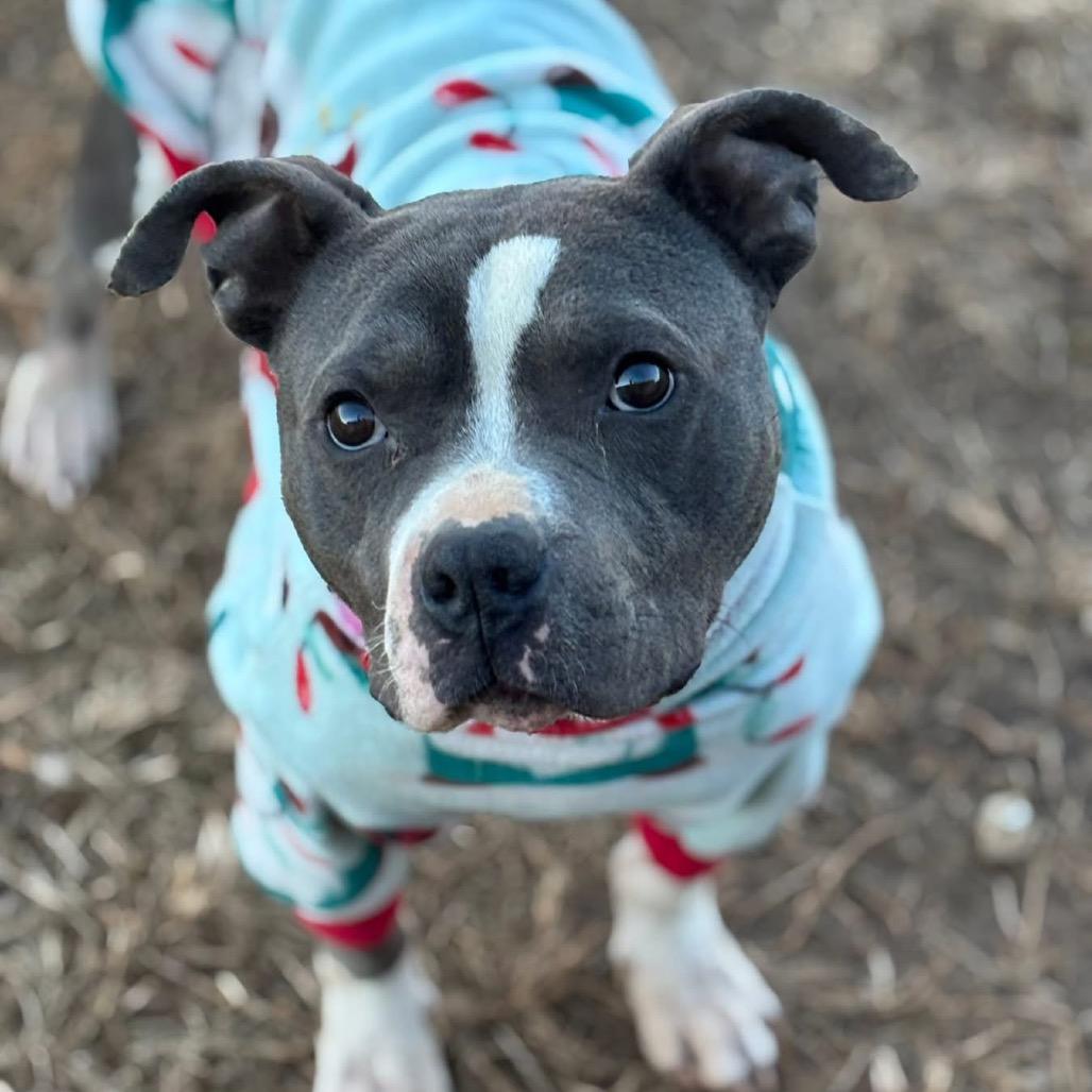 Enlarge Miles, a Adoptable Pit Bull Terrier in Huntsville, AL image 6/6