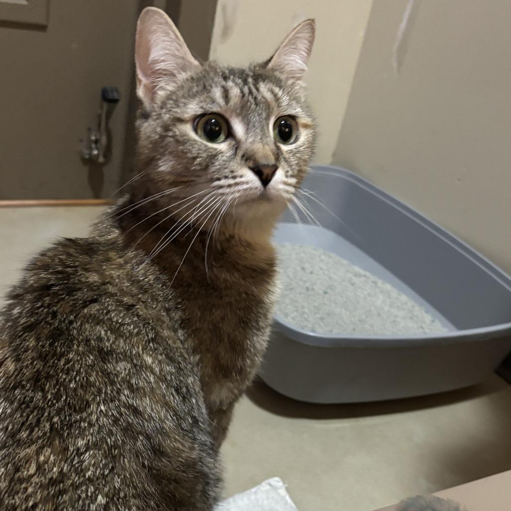Vanilla, Adoptable, Adult Female Domestic Short Hair.