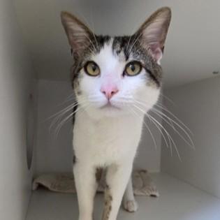 Charlie, Young Male Domestic Short Hair