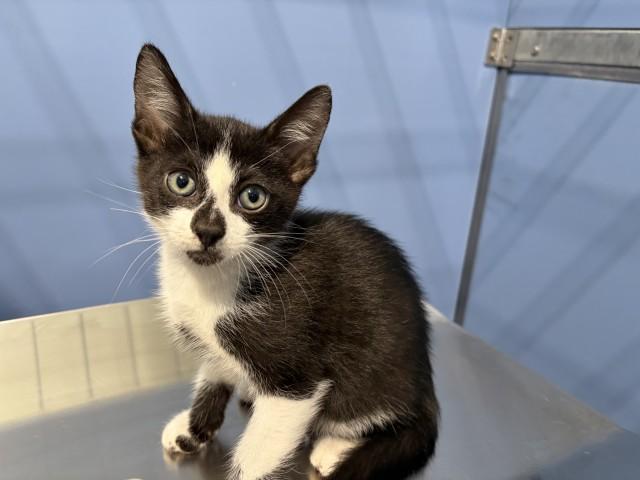 BAYMAX, Adoptable, Kitten Male Domestic Short Hair.