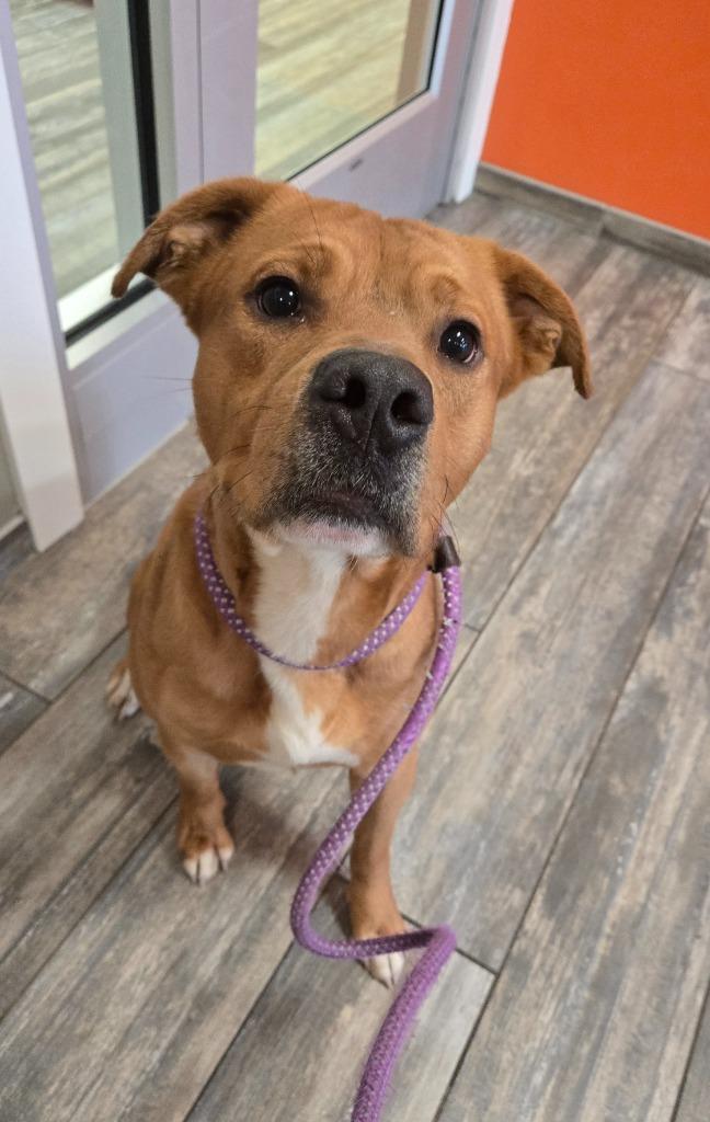 Quade Yrly 118, Adoptable, Young Male Pit Bull Terrier.
