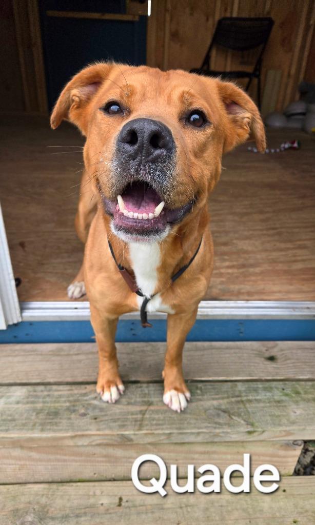 Enlarge Quade Yrly 118, a Adoptable Pit Bull Terrier in Sidney, OH image 2/6