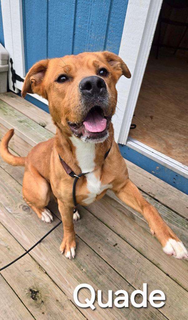 Enlarge Quade Yrly 118, a Adoptable Pit Bull Terrier in Sidney, OH image 3/6