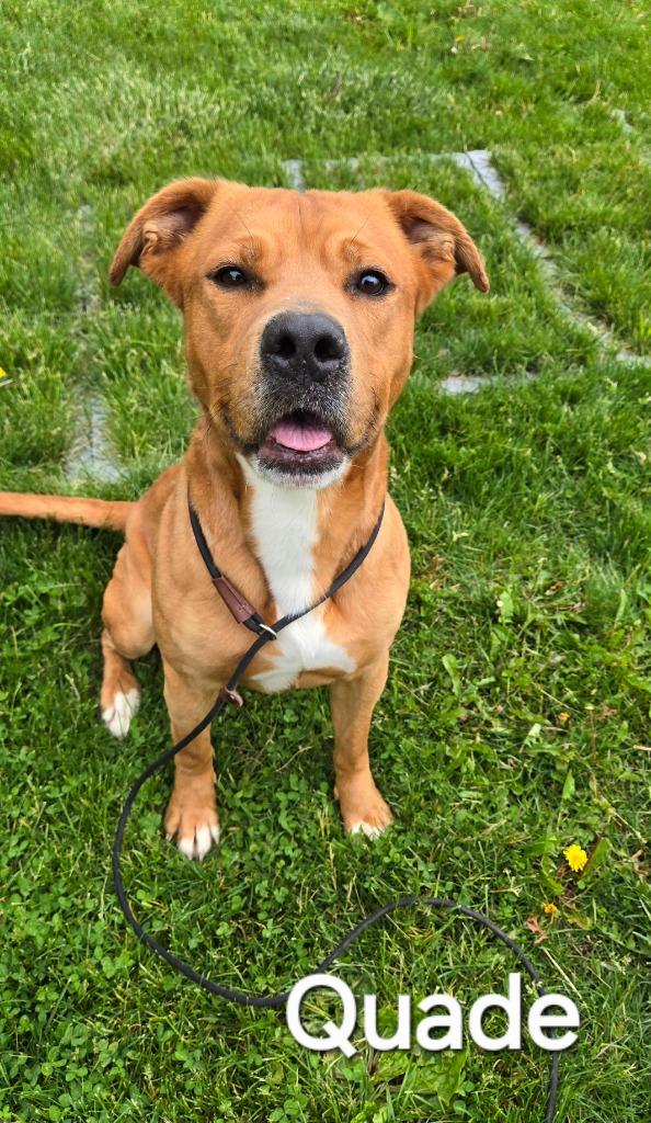 Enlarge Quade Yrly 118, a Adoptable Pit Bull Terrier in Sidney, OH image 4/6