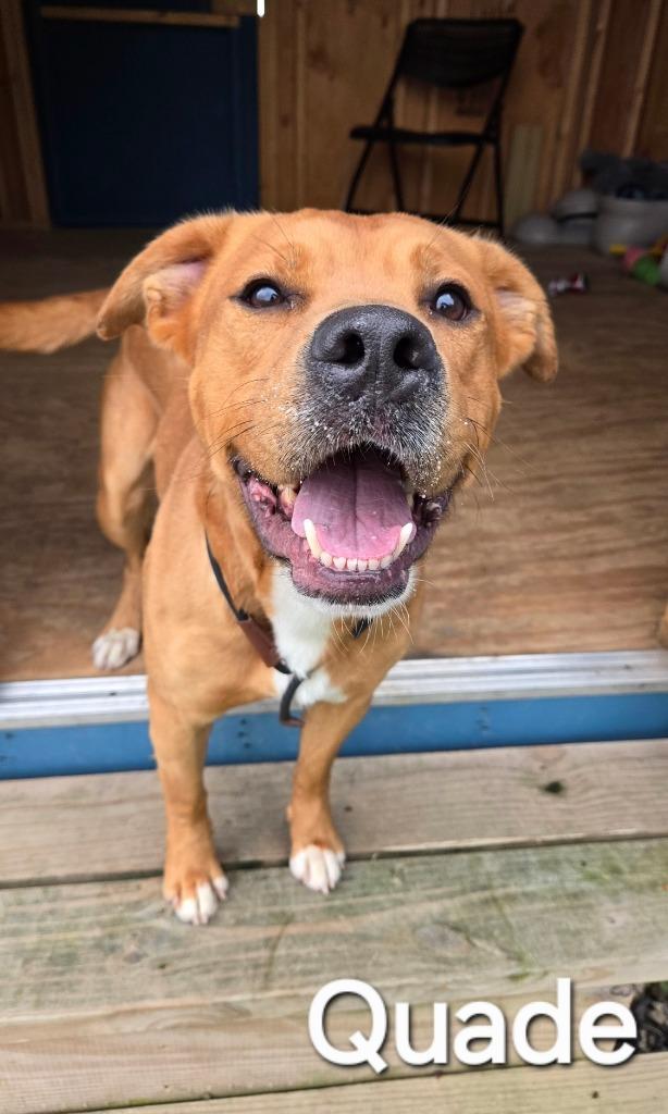 Enlarge Quade Yrly 118, a Adoptable Pit Bull Terrier in Sidney, OH image 5/6