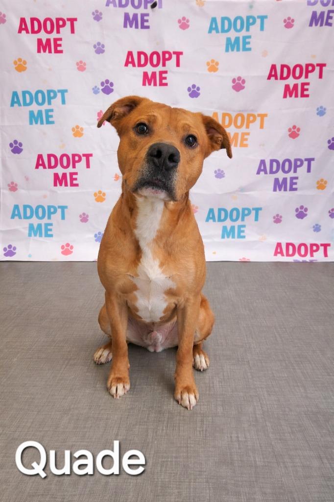 Enlarge Quade Yrly 118, a Adoptable Pit Bull Terrier in Sidney, OH image 6/6
