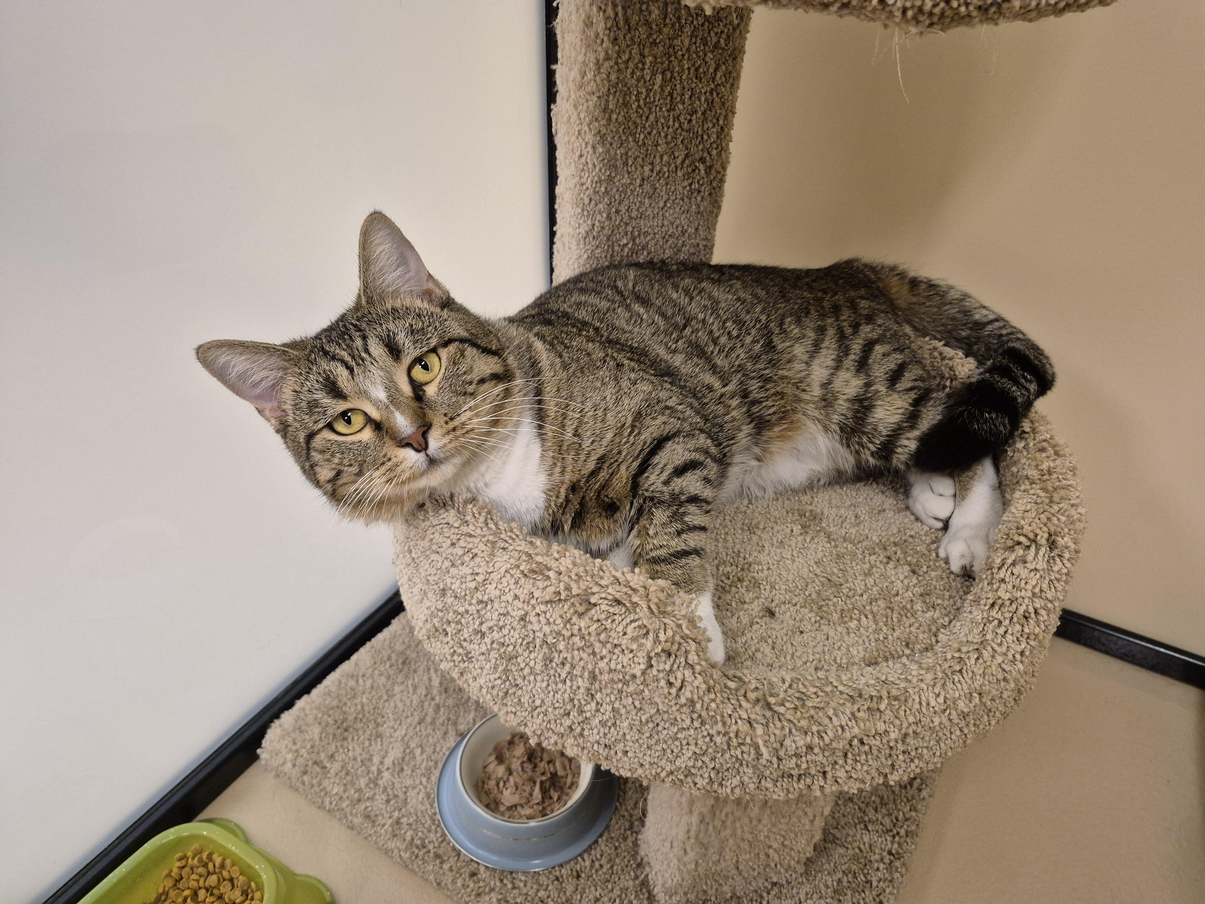 Cleto, ADOPTABLE, Adult Male Domestic Short Hair.