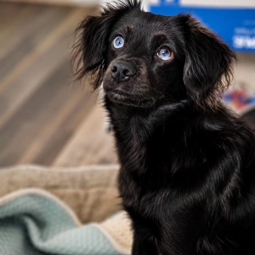 Sammi, adopted, Young Female Chihuahua.
