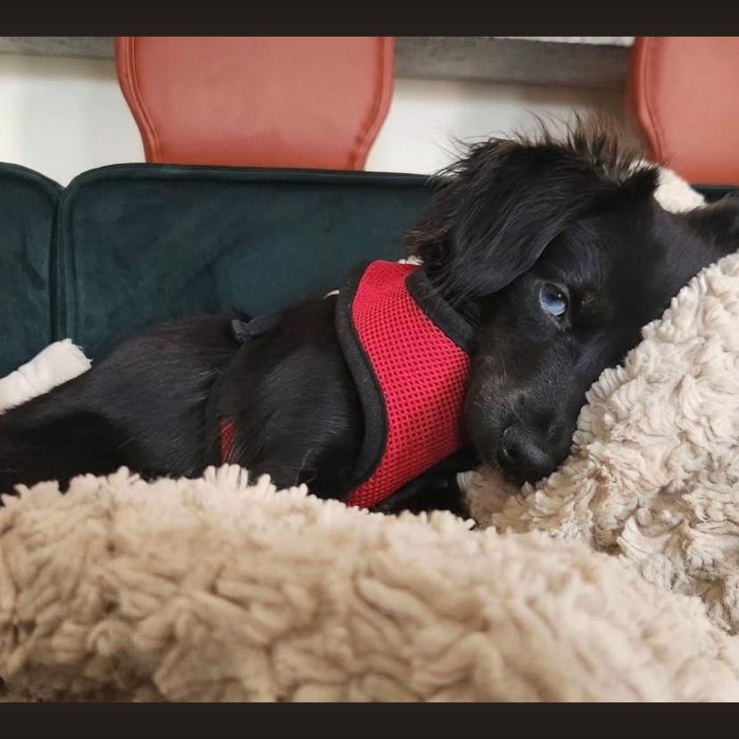 Sammi, an adopted Chihuahua in Philadelphia, PA image 2/4