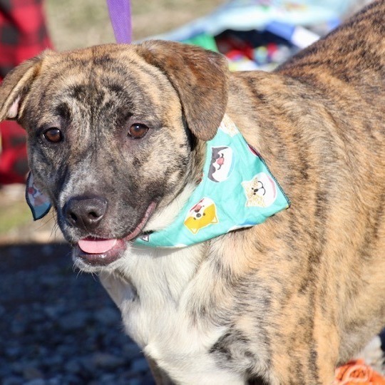 Vic, Adoptable, Adult Male Labrador Retriever.