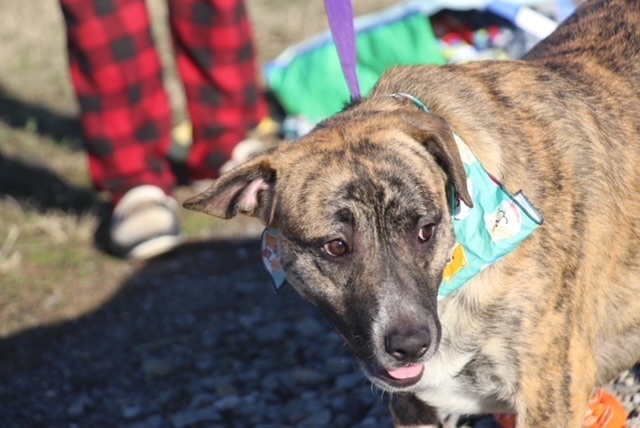 Vic, a Adoptable Labrador Retriever in Manchester, CT image 2/4