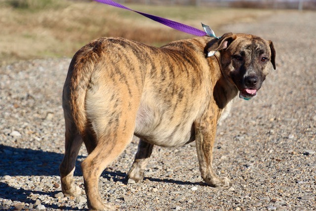 Vic, a Adoptable Labrador Retriever in Manchester, CT image 3/4