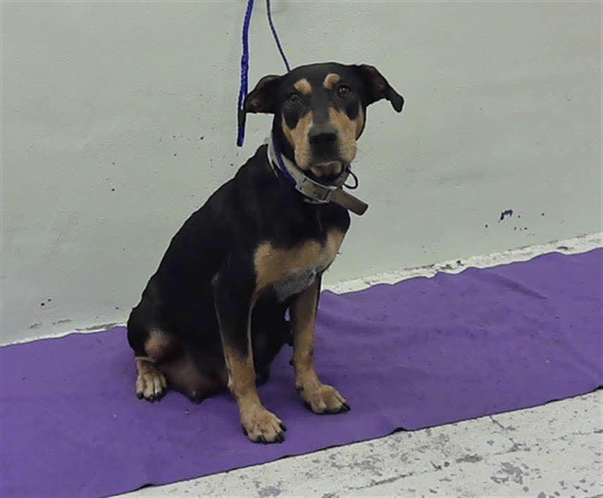 Lady HW+, Adoptable, Adult Female Rottweiler & Doberman Pinscher.