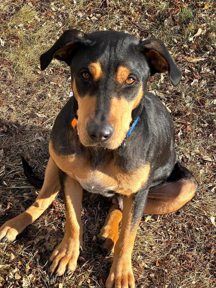 Enlarge Lady HW+, a Adoptable mixed breed in Sedalia, CO image 2/6