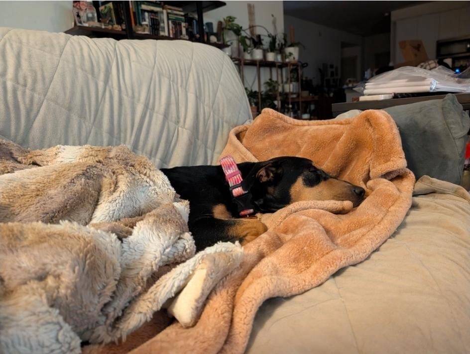 Enlarge Lady HW+, a Adoptable mixed breed in Sedalia, CO image 5/6