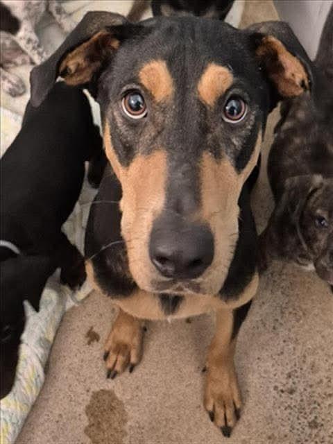 Enlarge Lady HW+, a Adoptable mixed breed in Sedalia, CO image 6/6