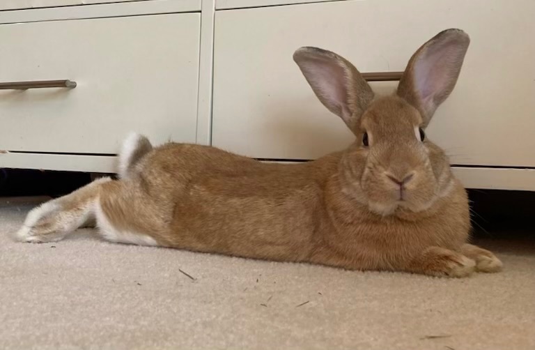 Benjamin, Adult Male Bunny Rabbit