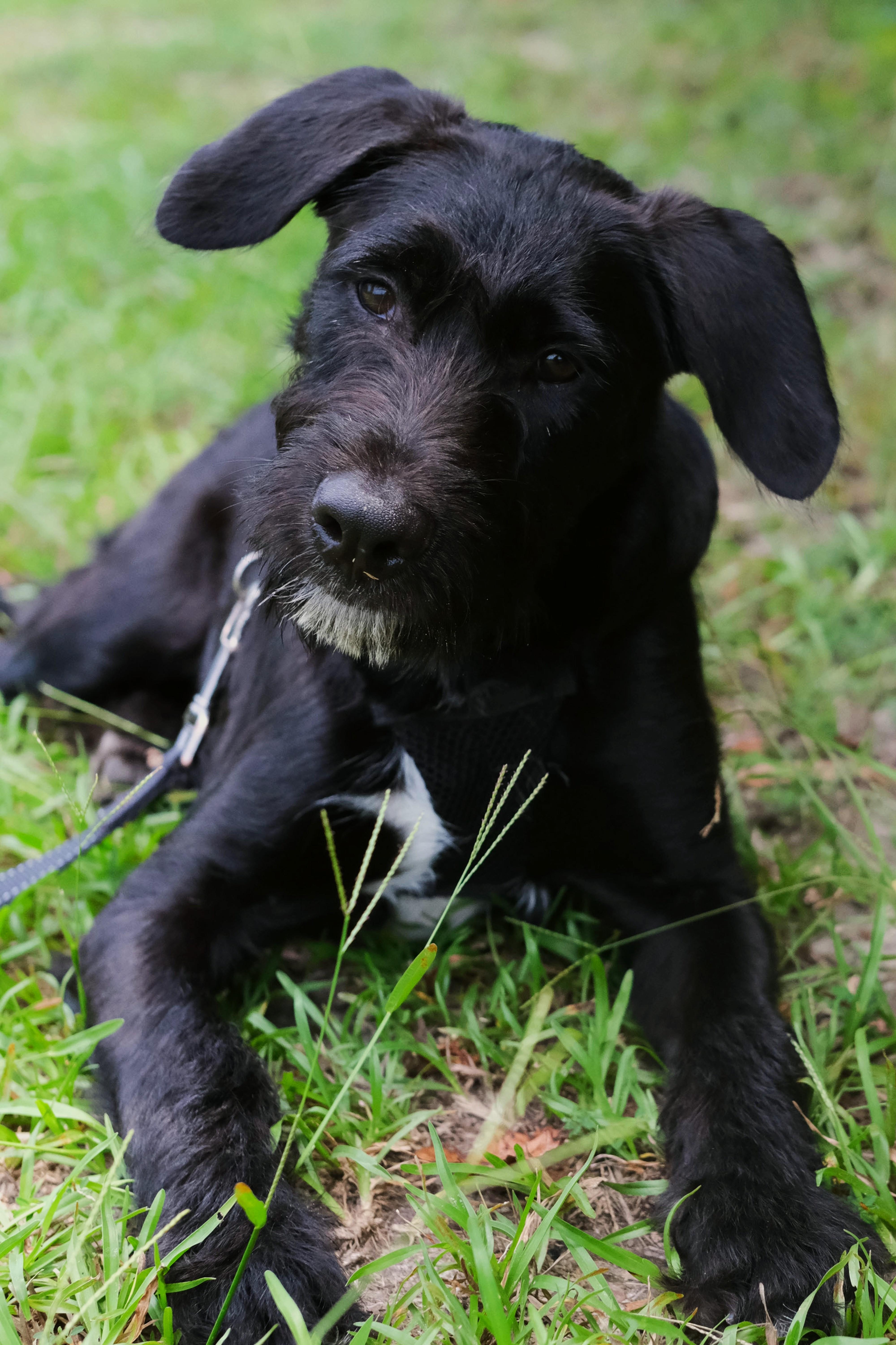 Raptor, Adoptable, Puppy Male Pit Bull Terrier & Labrador Retriever.