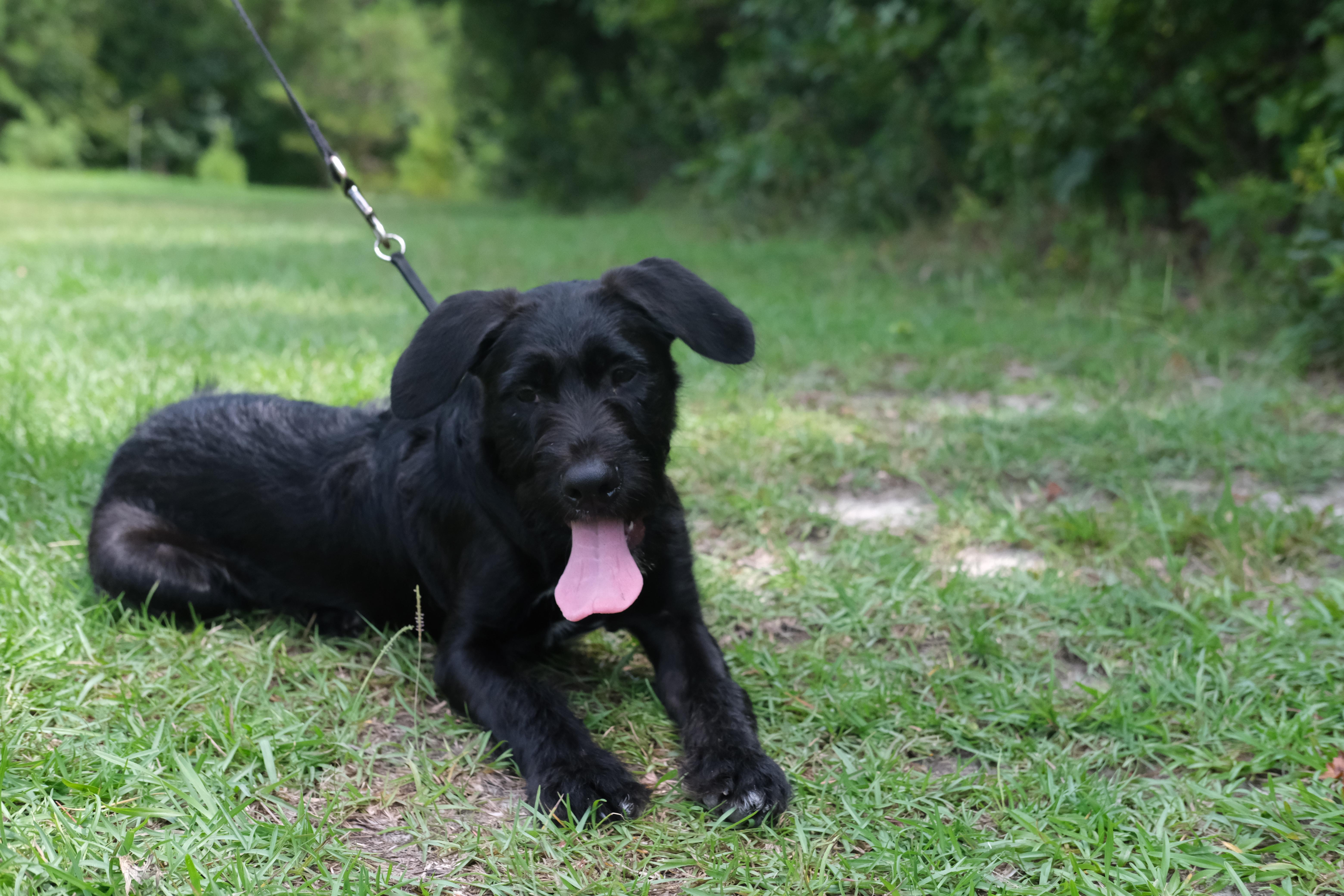 Raptor, a Adoptable mixed breed in Winnabow, NC image 2/2