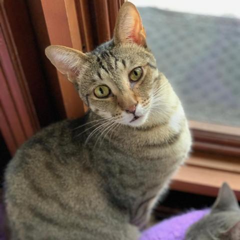 Gin, a Adoptable Domestic Short Hair in Davie, FL image 1/3