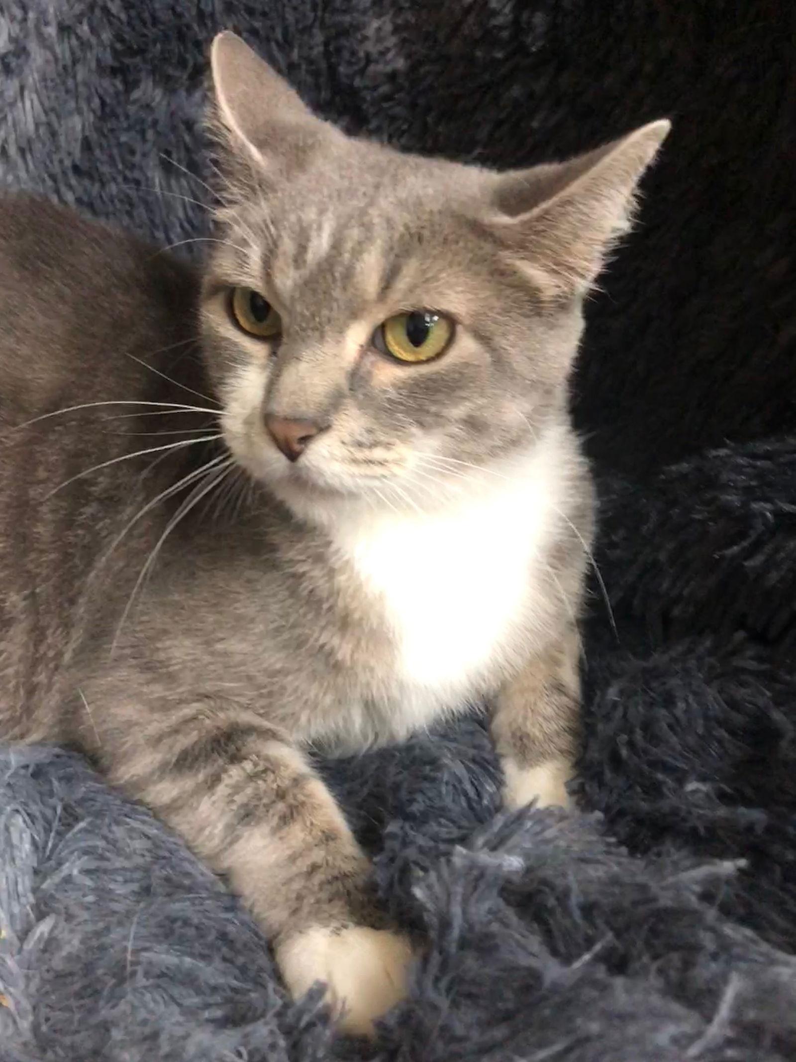 Enlarge Mon Cheri, a Adopted mixed breed in Forest Lake, MN image 1/1