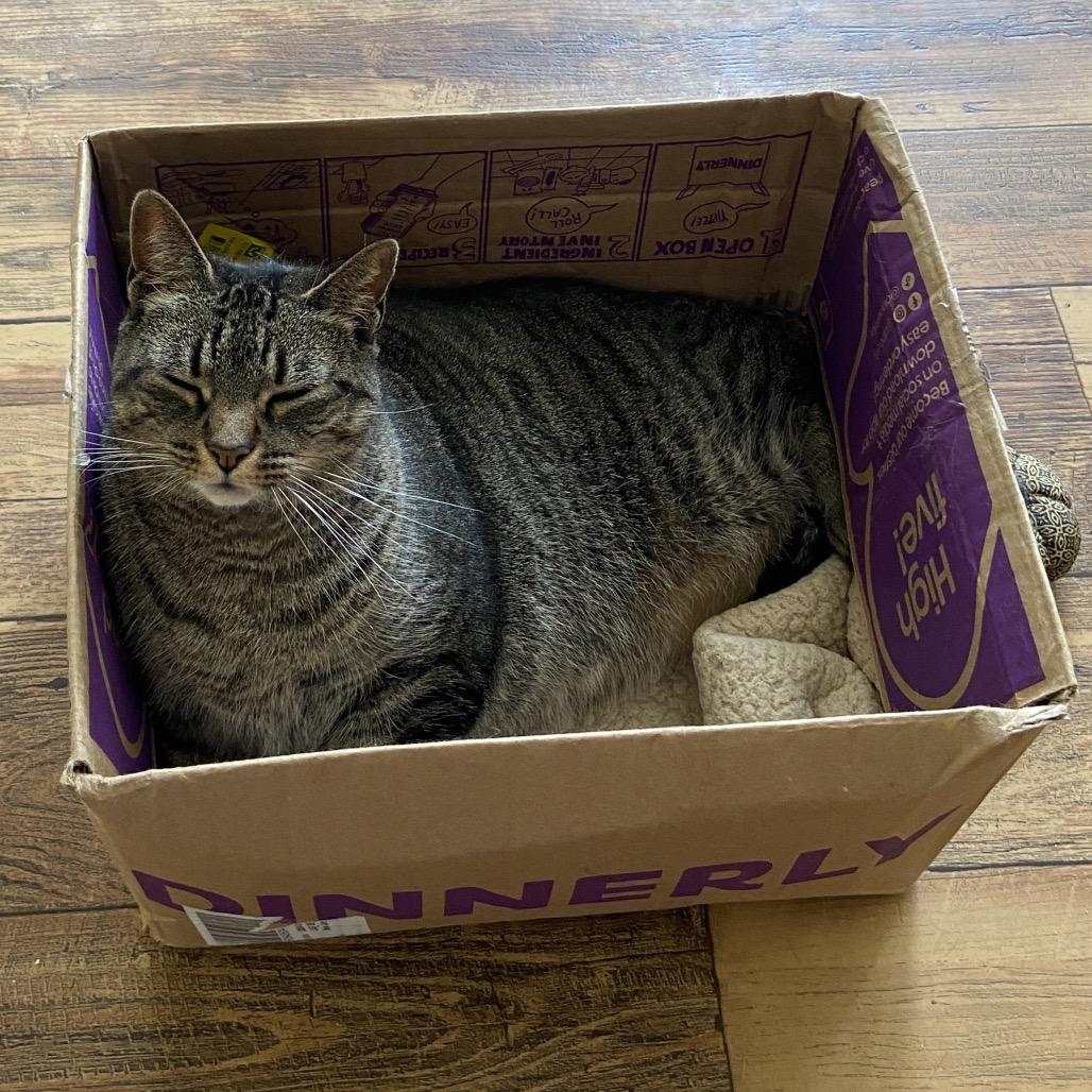 Wisper 2021, Adoptable, Senior Female Domestic Short Hair.