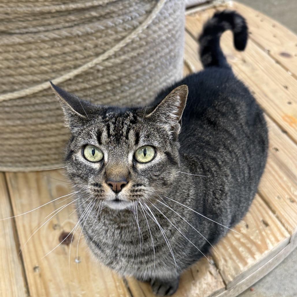 Wisper 2021, a Adoptable Domestic Short Hair in Bensalem, PA image 4/6