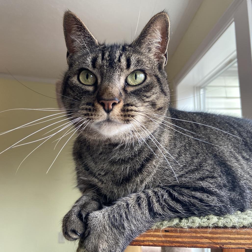 Enlarge Wisper 2021, a Adoptable Domestic Short Hair in Bensalem, PA image 4/5