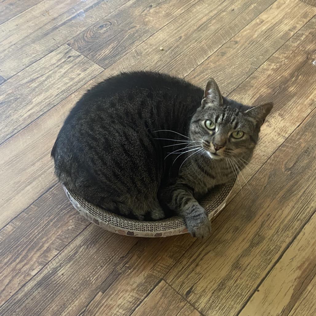 Wisper 2021, a Adoptable Domestic Short Hair in Bensalem, PA image 3/5