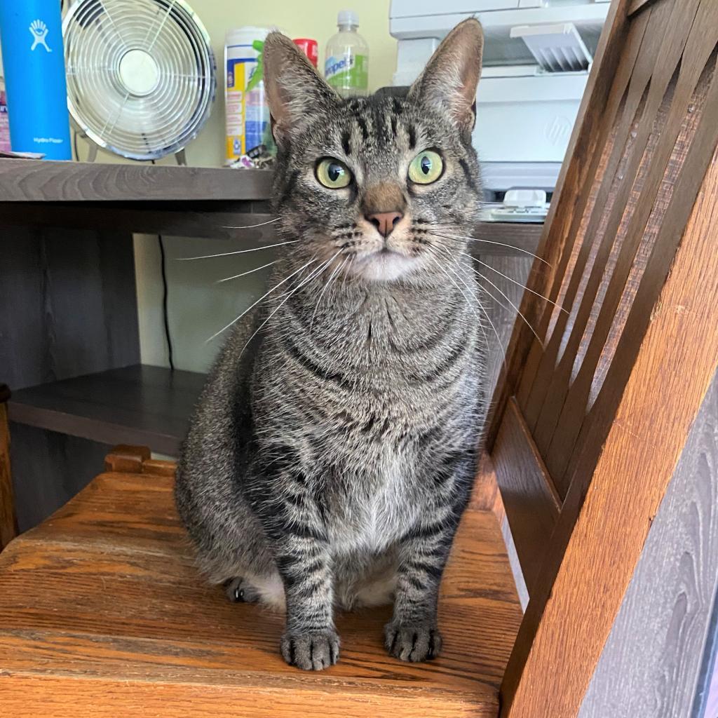 Enlarge Wisper 2021, a Adoptable Domestic Short Hair in Bensalem, PA image 5/5